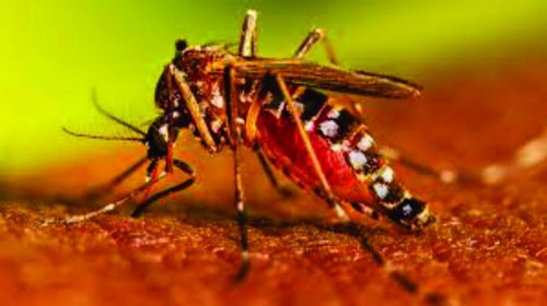 Confirman que ya circula dengue autóctono en Salvador Mazza y Aguaray