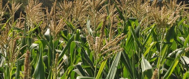 El campo de Salta podría aprovechar el acuerdo con la Unión Europea