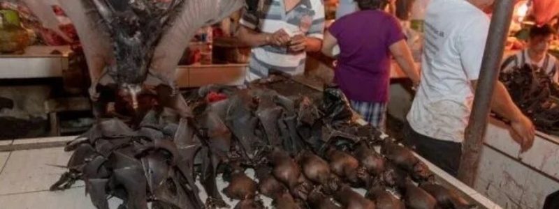 A pesar del coronavirus, el mercado de animales de Indonesia sigue vendiendo murciélagos