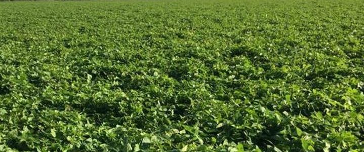 Productores de Salta ,listos para exportar poroto negro a México