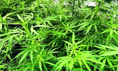 Ediles tratarán la creación de un banco de cultivo de cannabis