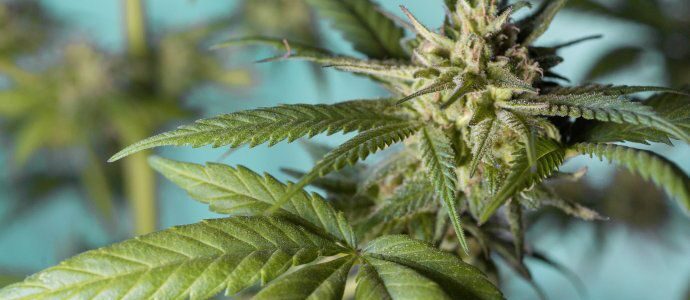 Reglamentan el uso de cannabis medicinal en el país