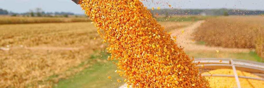 Se dejarán sin efecto el límite de 30.000 toneladas diarias para exportación de maíz