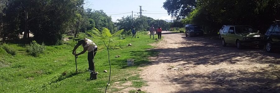 La Municipalidad de Salta continúa con la plantación de árboles en barrios distintos barrios