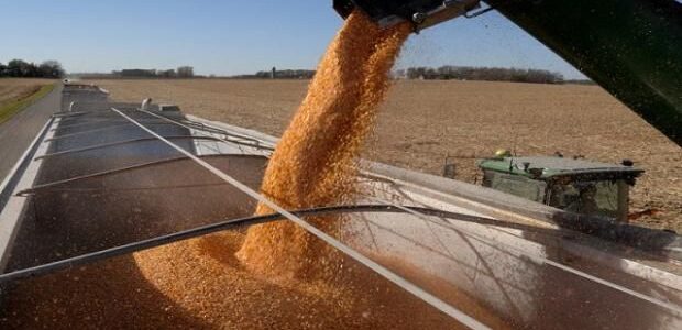La producción de maíz será menor a la esperada este año
