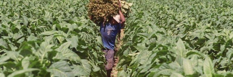 Salta, entre las provincias que no pagará retenciones a exportaciones agroindustriales