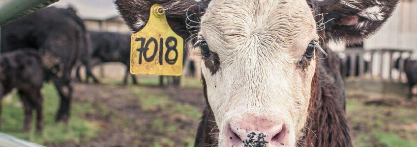 Los 4 puntos claves del acuerdo entre el Gobierno nacional y el campo