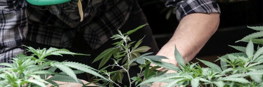 Denuncian que Vidal «estigmatiza a sector de la sociedad» por sus dichos sobre el cannabis