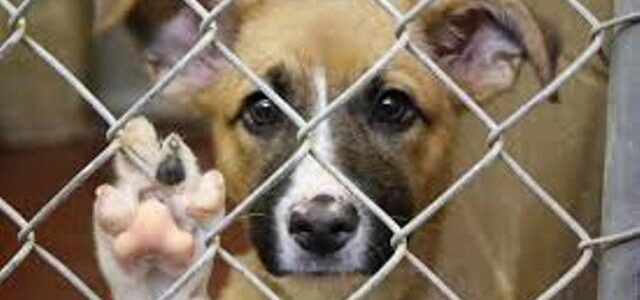 Sesiona Diputados y podría prohibir la venta de animales en comercios o veterinarias