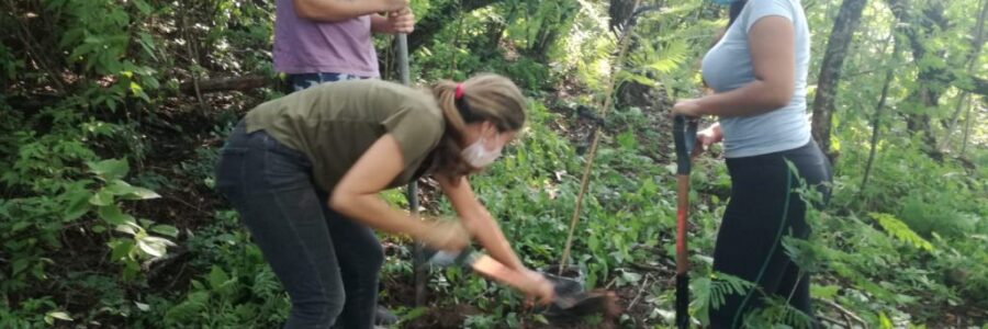 La Municipalidad lleva plantados 730 nuevos árboles en el cerro San Bernardo