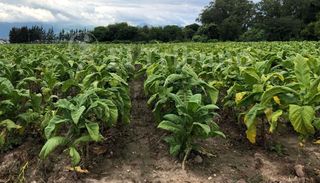 Tabacaleros reclaman suspender las retenciones a las exportaciones