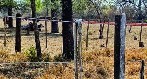 Productores salteños piden que se declare la Emergencia Agropecuaria