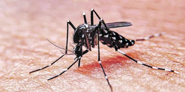 En Salta no hay personas fallecidas por dengue