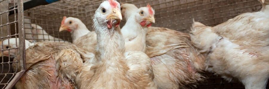 Nuevo caso de gripe aviar en Río Negro