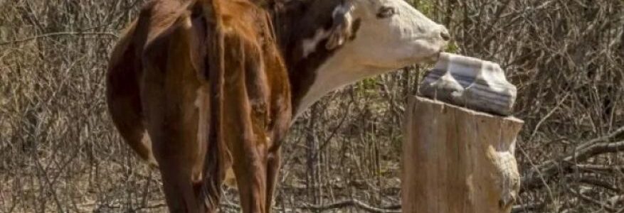 En Salta se declaró emergencia agropecuaria por sequía en diez departamentos