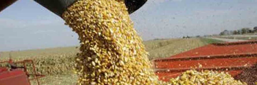 La comercialización de maíz fue la más alta para julio en siete años