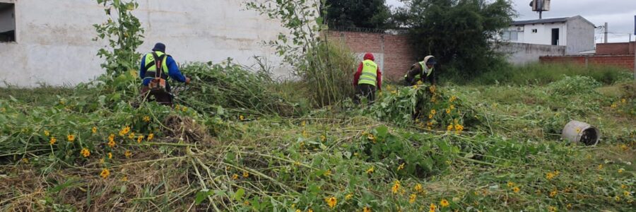 La Municipalidad continúa saneando baldíos en mal estado