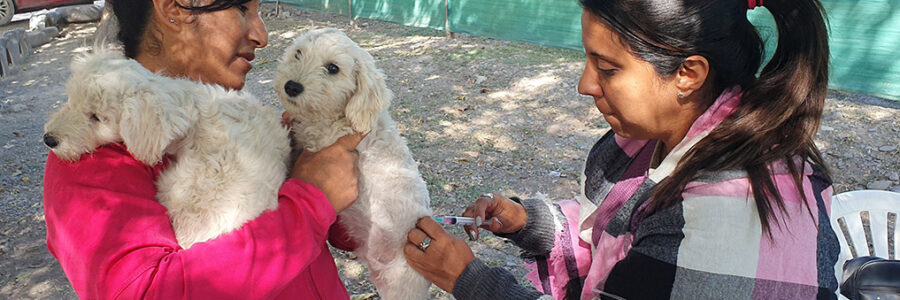 Así será el cronograma de vacunación antirrábica la próxima semana