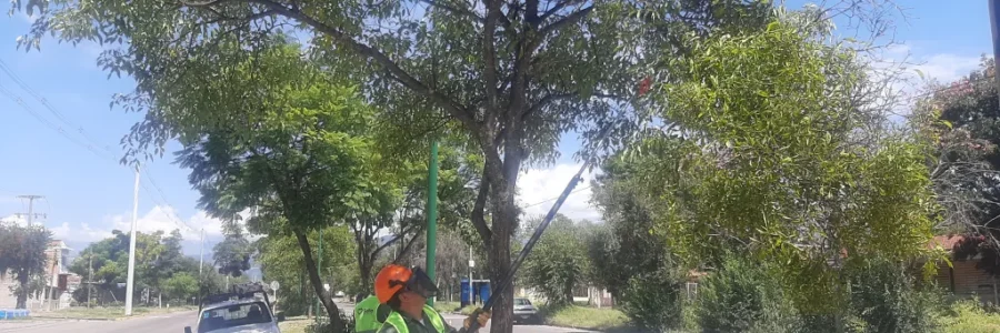 La Municipalidad efectuó tareas de poda en la avenida Houssay