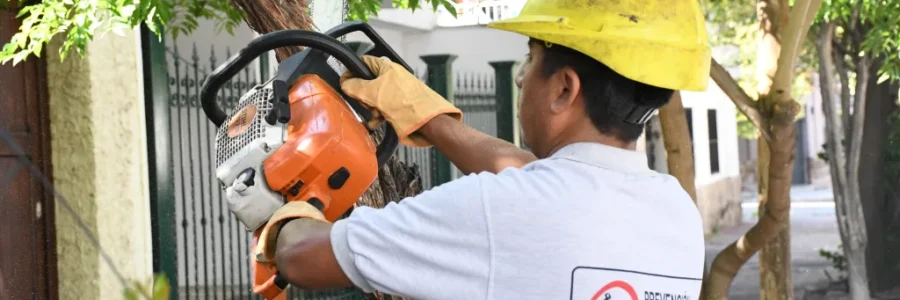 Avanza la extracción árboles secos que corren riesgo de caer en el macrocentro de la ciudad