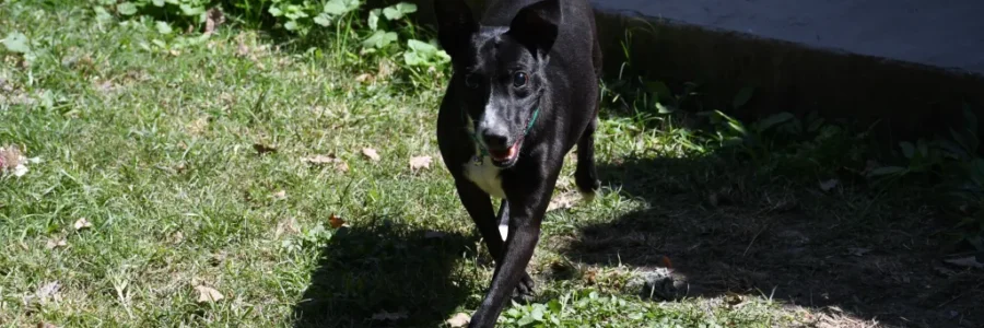 La Municipalidad promueve la adopción de perros ciegos y adultos