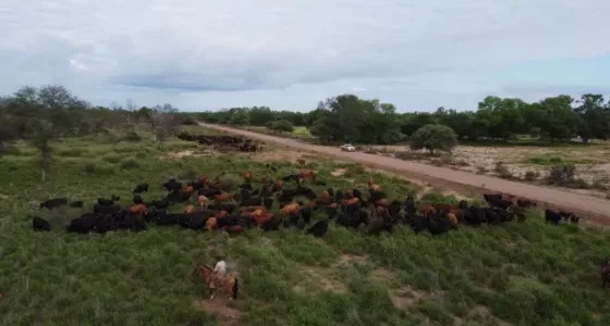 Salta mostrará su fortaleza ganadera en Las Nacionales 2025