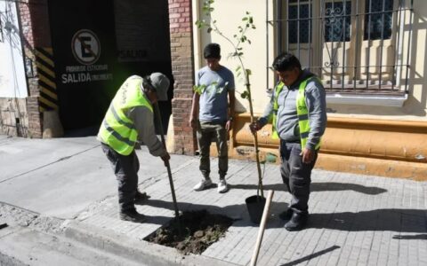 Más verde para la ciudad: el municipio repuso 300 árboles en el macrocentro