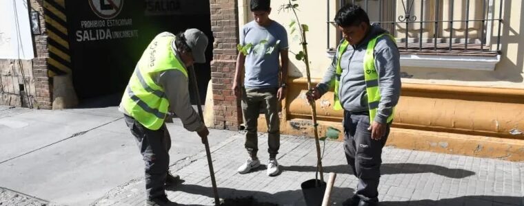 Más verde para la ciudad: el municipio repuso 300 árboles en el macrocentro