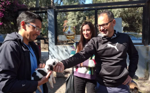 Con la campaña mundialista ya se lograron concretar nueve adopciones de perros