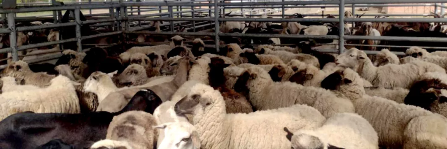 Cooperación con Chaco para ampliar mercados a la producción ovina y caprina